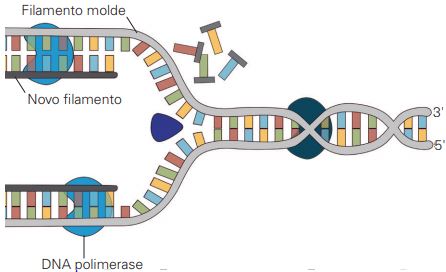 Ação da DNA polimerase formando um novo filamento de DNA.
