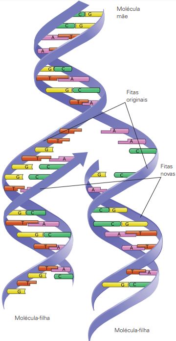 Imagem representando a duplicação do DNA.