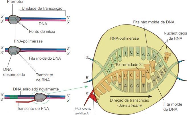 Como ocorre a transcrição.