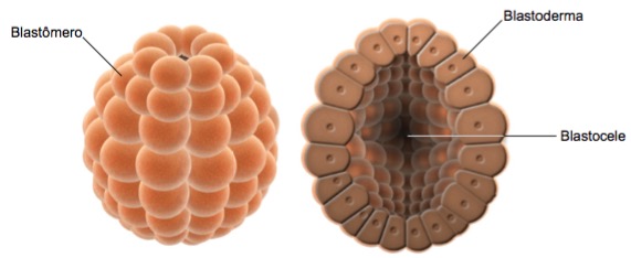 Partes do embrião na blástula.