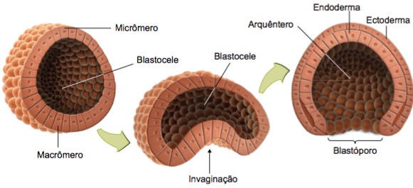 Fase da gástrula na formação do embrião.