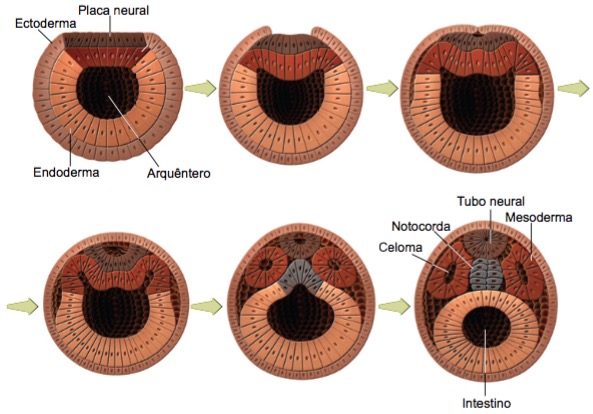 Fase da neurulação do embrião.