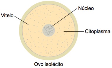 Ovo isolécito.