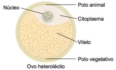 Ovo heterolécito.