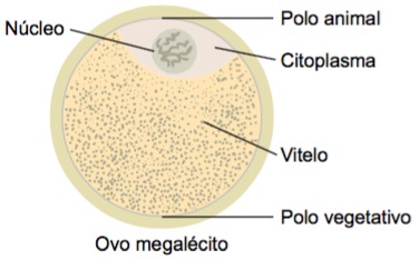 Ovo megalécito.