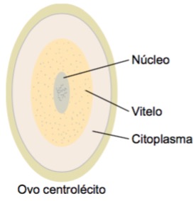 Ovo centrolécito.