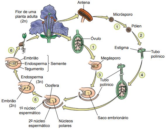 Ciclo de vida das angiospermas.