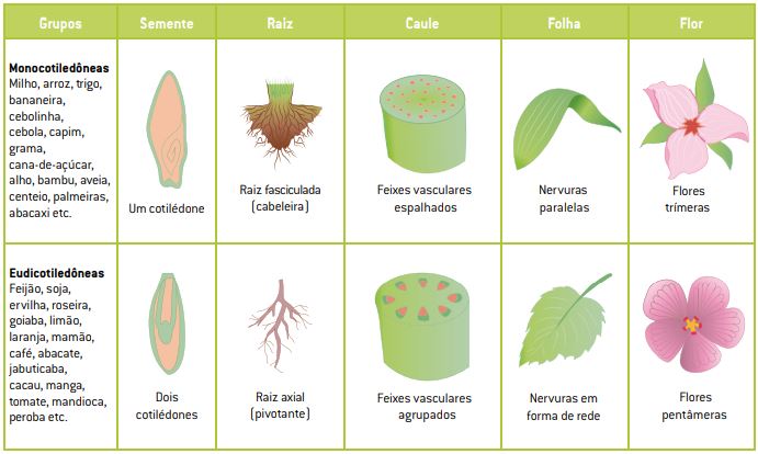 Classificação das angiospermas.