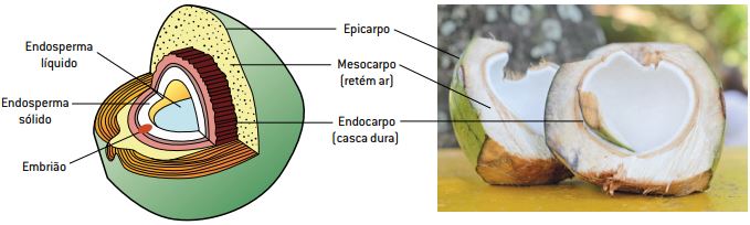 Partes de um fruto.