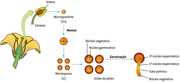 Fase masculina na reprodução das angiospermas.