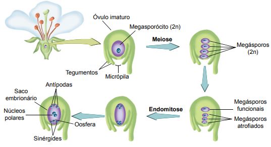 Fase feminina na reprodução das angiospermas.