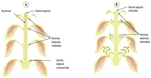 Ação da auxina em uma planta.