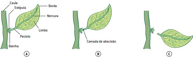 Hormônio vegetal que auxilia na queda das folhas.