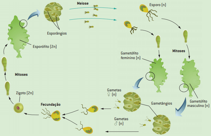 Representação da reprodução das algas.