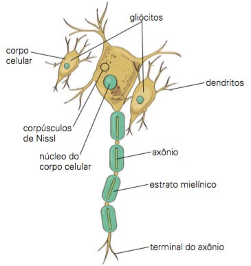 Partes de um neurônio.