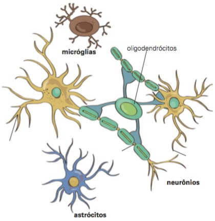 Tipos de gliócitos.