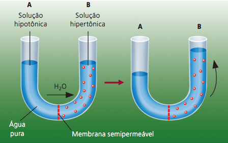 Como a osmose ocorre.