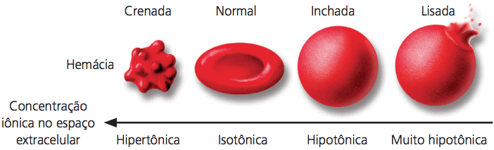 Exemplo da osmose com hemácias.