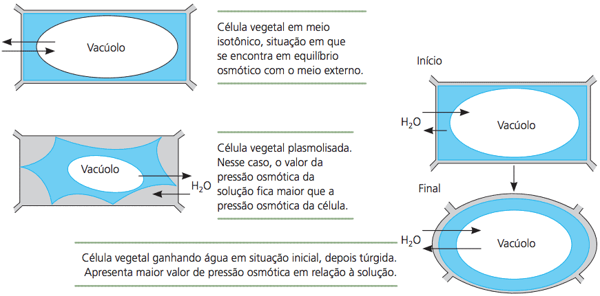 Esquema da osmose em células vegetais.