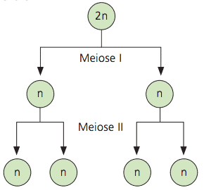 Esquema da meiose.