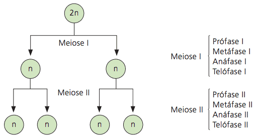 Meiose e suas divisões.