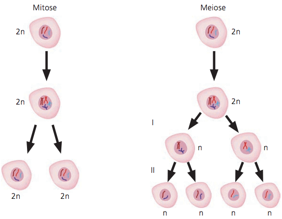 Diferenças entre a mitose e a meiose.