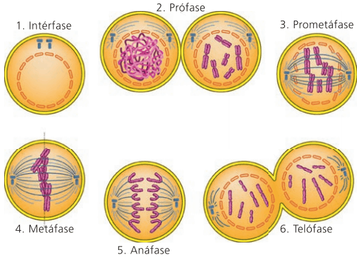 Representação da mitose.