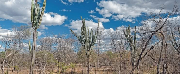 Vegetação da caatinga.