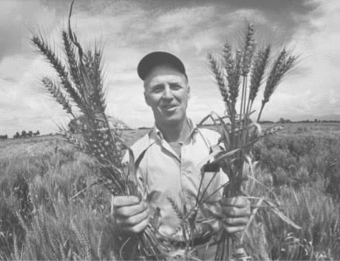 Retrato de Norman Borlaug