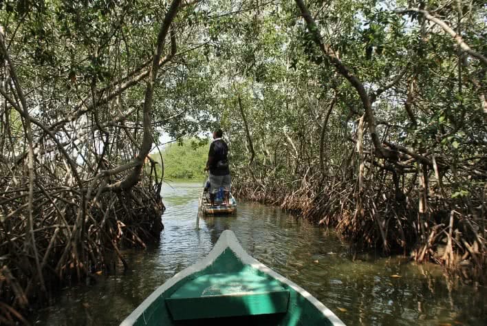 Barco passando em um pequeno rio entre o manguezal.