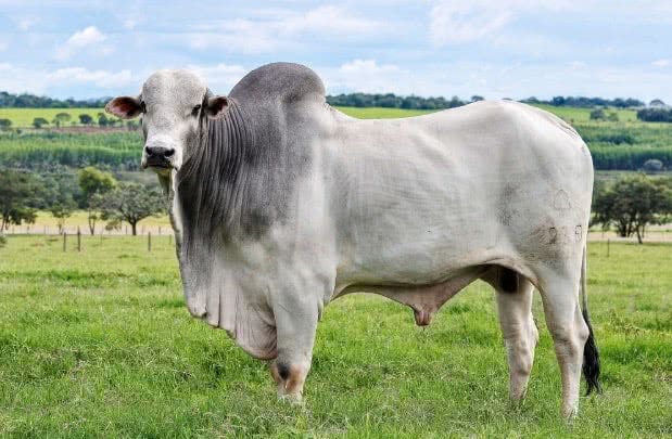 Foto de perfil do gado nelore.