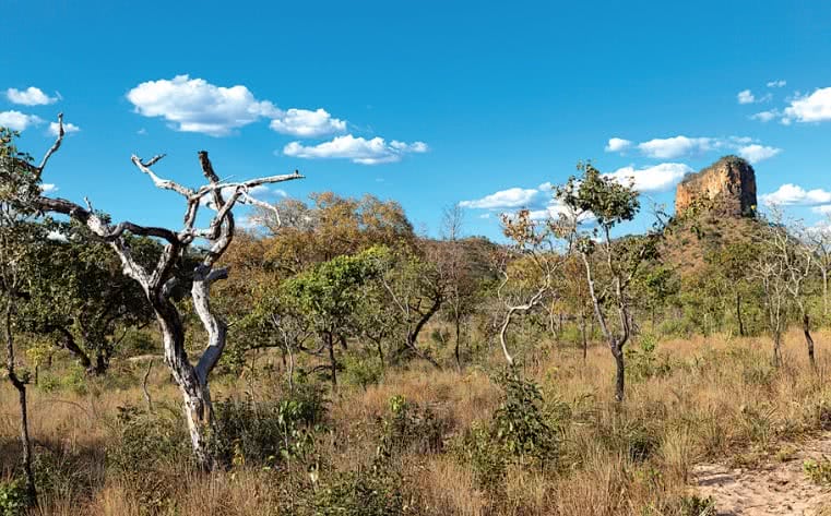 Bioma do cerrado.