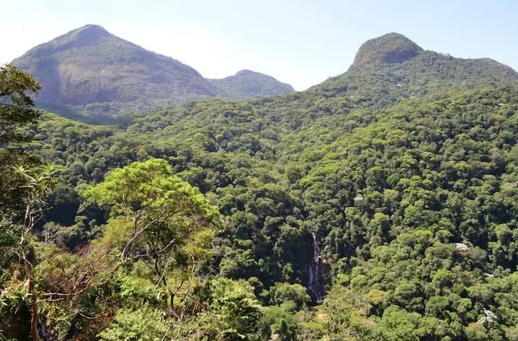 Bioma da mata atlântica.