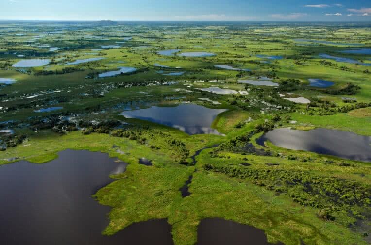 Bioma do pantanal.