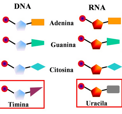 Ácidos Nucleicos