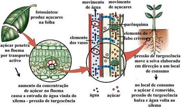 Amido nas Plantas