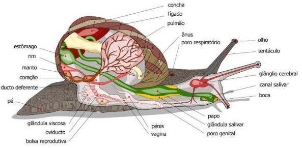 Anatomia do Caracol