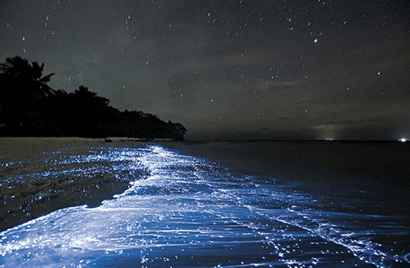 Bioluminescência - No Mar