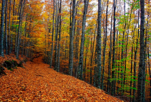 Bosque de Faias