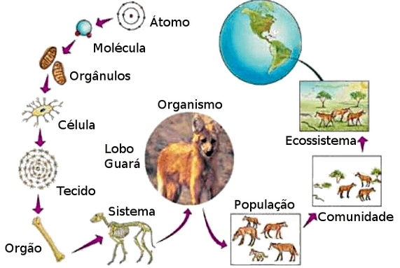 Características dos Seres Vivos