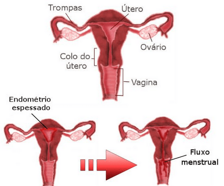 Ciclo Mestrual