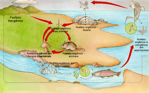 Ciclo do Fósforo