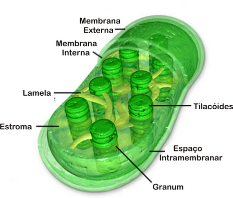 Cloroplastos