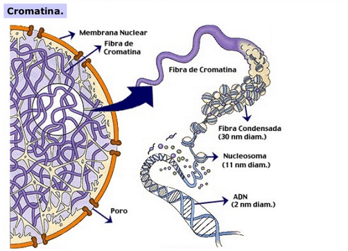 Cromatina