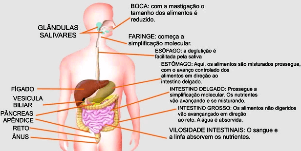 Digestão