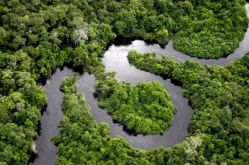 Floresta Amazônica - Cola da Web