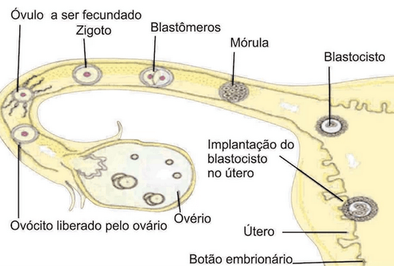 Formação do Embrião