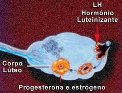 Hormônio Luteinizante