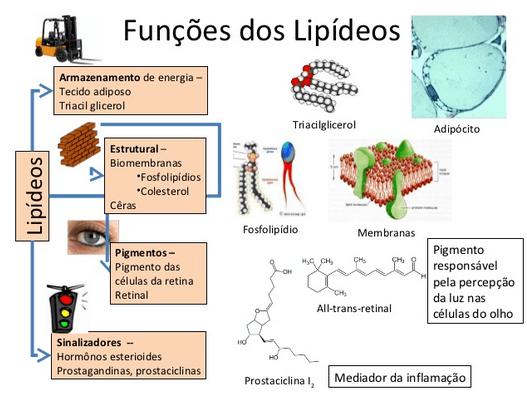 Metabolismo de Lipídios