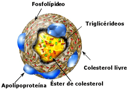 Metabolismo do Colesterol